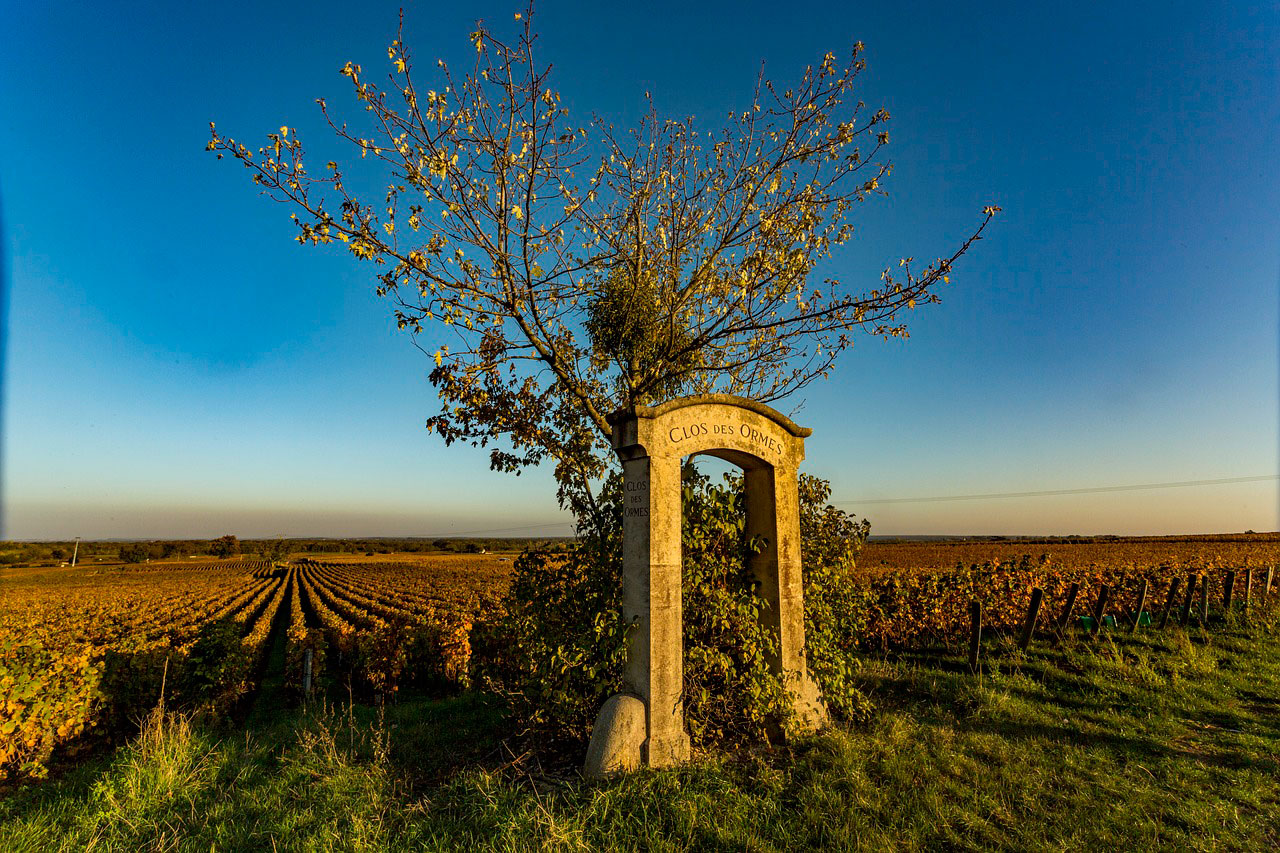Burgundy_wine_vineyard