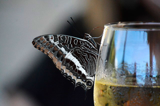 butterfly-in-wine-glass_640